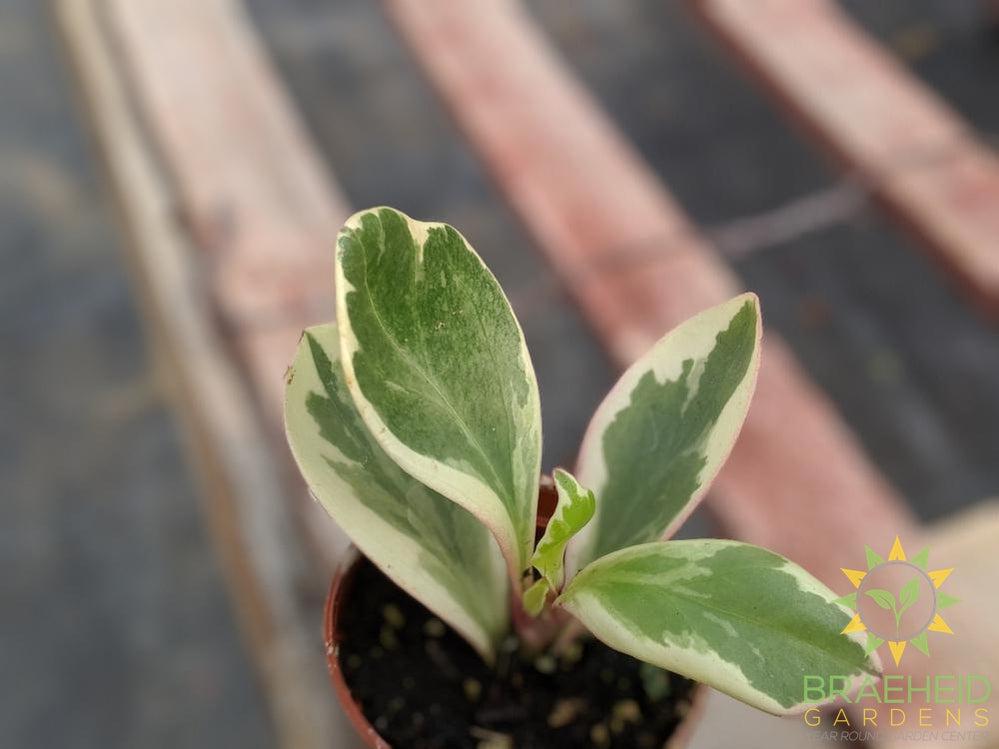 Variegated Pepperface Peperomia
