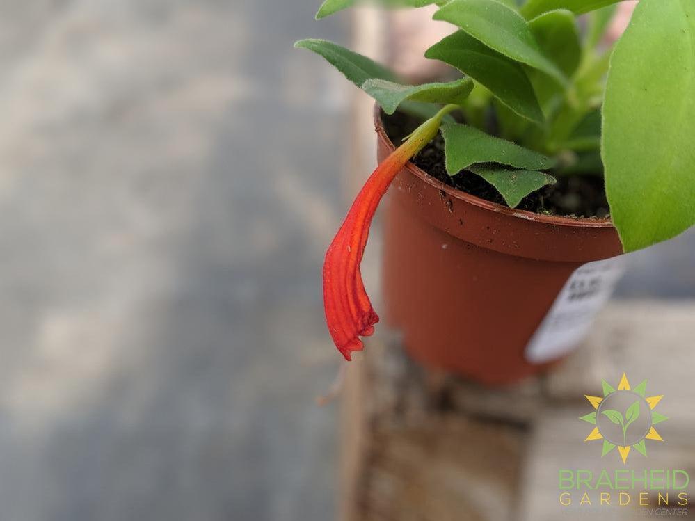 Lipstick antares flower