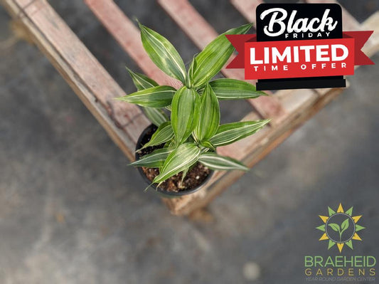 Ribbon Plant - Reverse