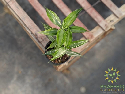 Ribbon Plant - Reverse