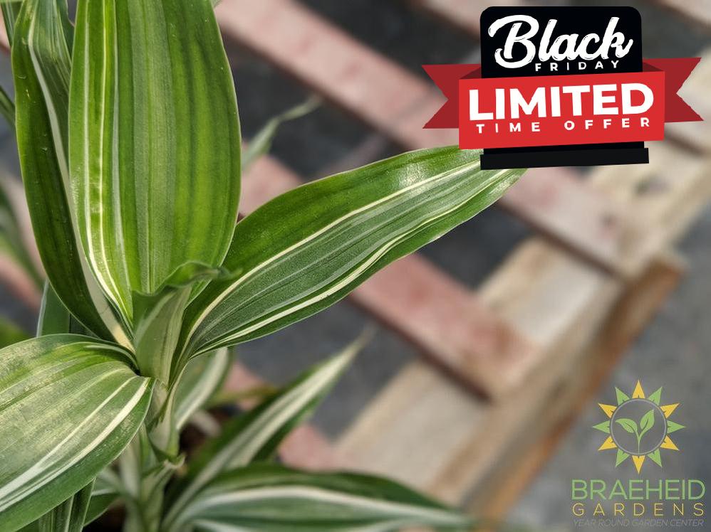 Ribbon Plant - Reverse