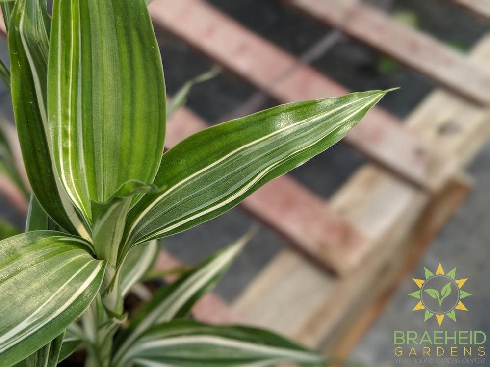 Ribbon Plant - Reverse