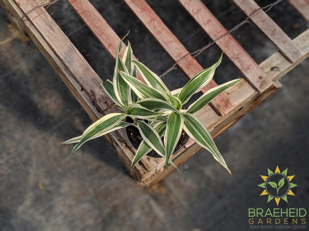 Ribbon Plant