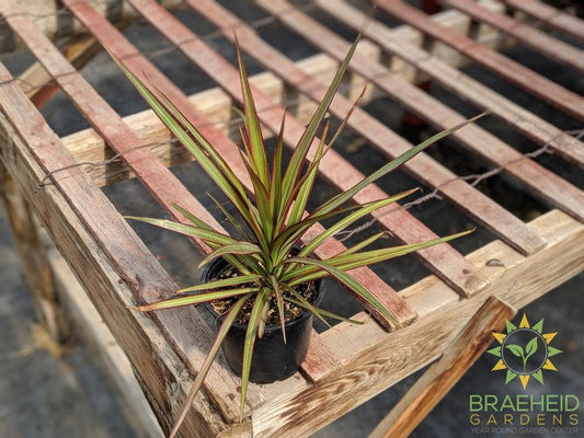 Dragon Tree Colorama - Dracaena Marginata