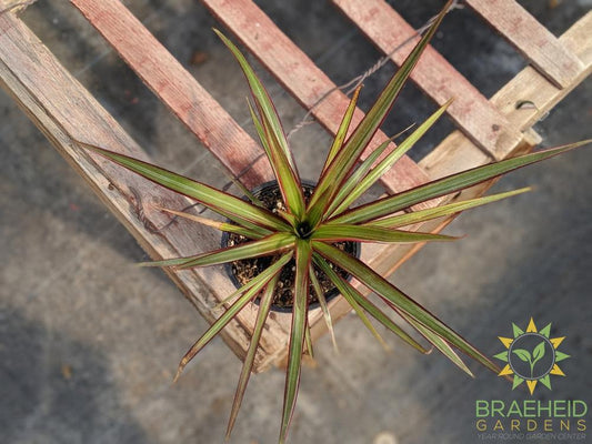 Dragon Tree Colorama - Dracaena Marginata