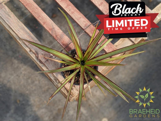 Dragon Tree Colorama - Dracaena Marginata