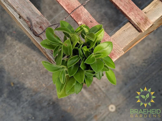 Peperomia Pixie - Karnivores