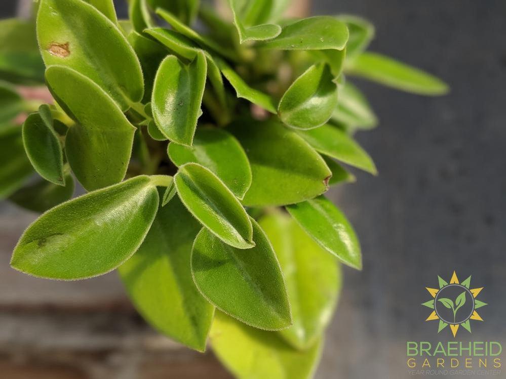 Peperomia Pixie - Karnivores