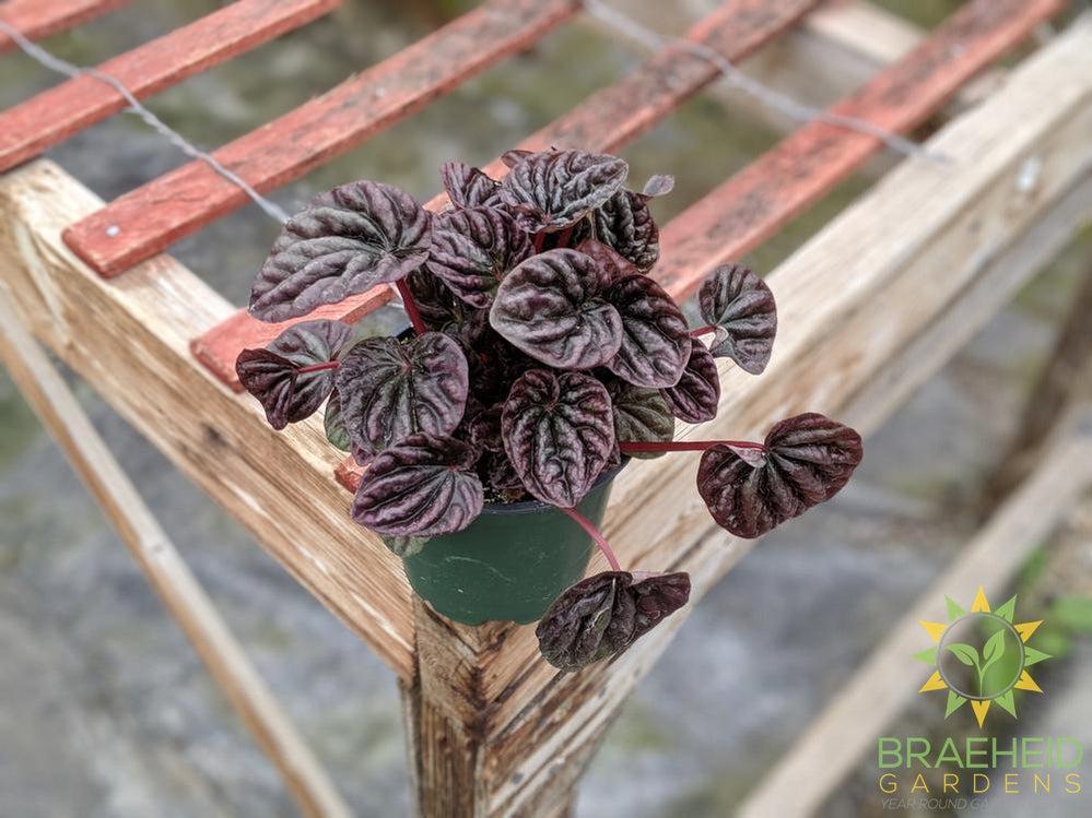 Peperomia Red Ripple