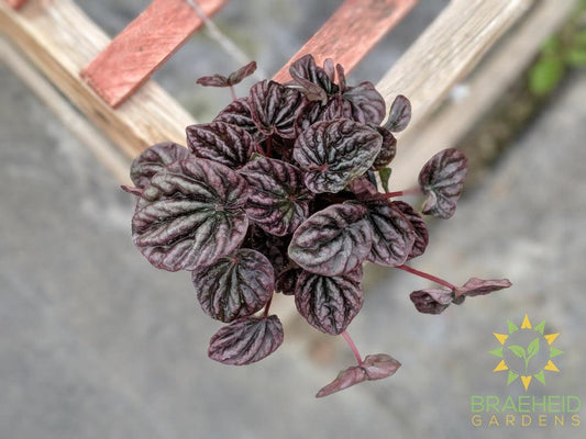 Peperomia Red Ripple