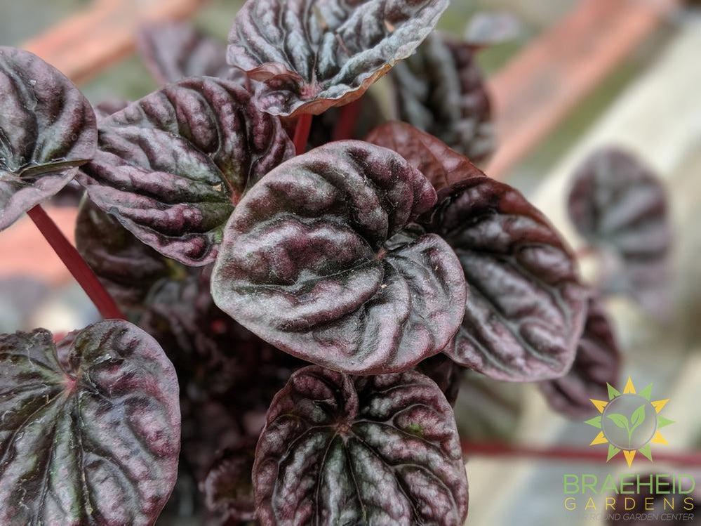 Peperomia Red Ripple