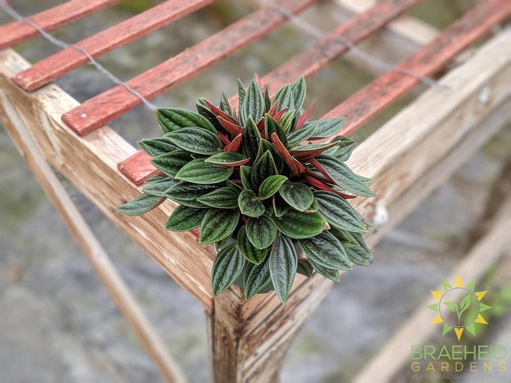 Peperomia Red Rosso