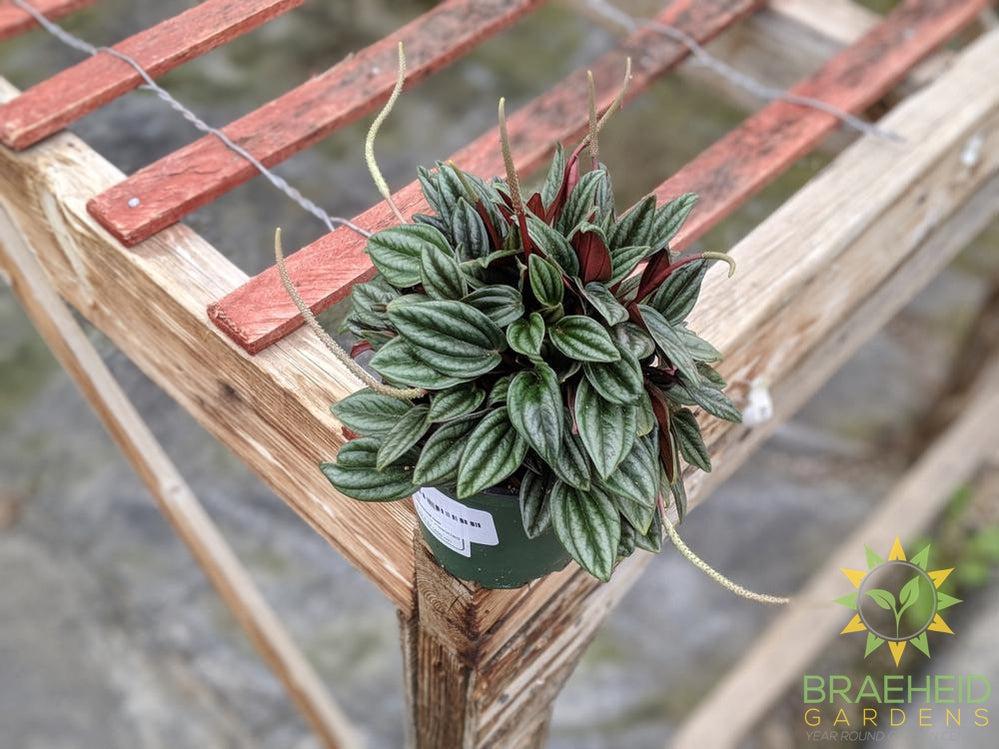 Peperomia Rosso