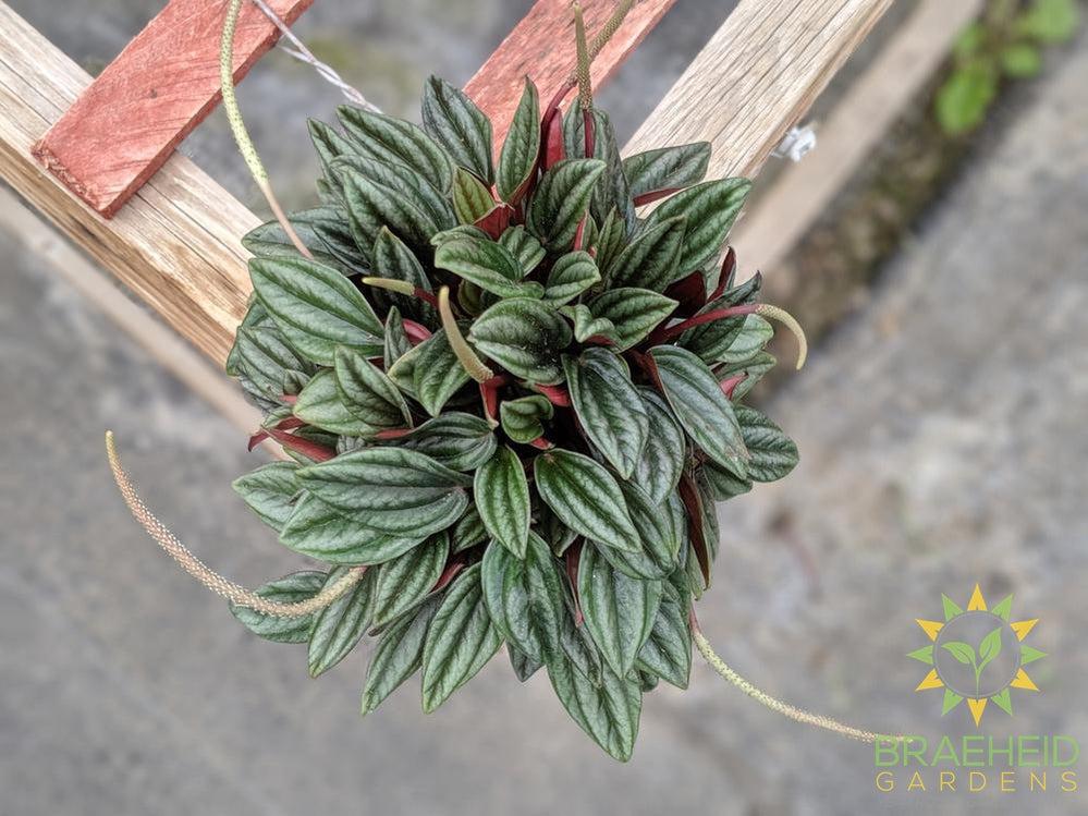 Peperomia Rosso