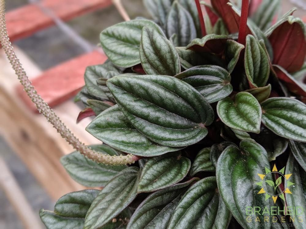 Peperomia Rosso
