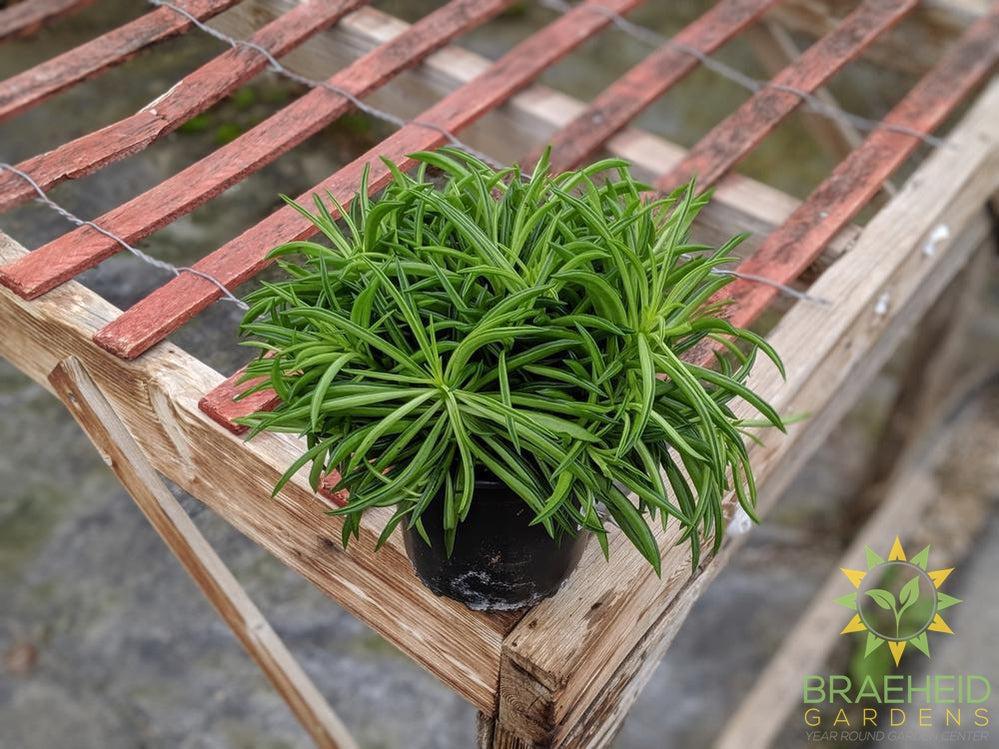 Peperomia ferreyrae - Happy Bean