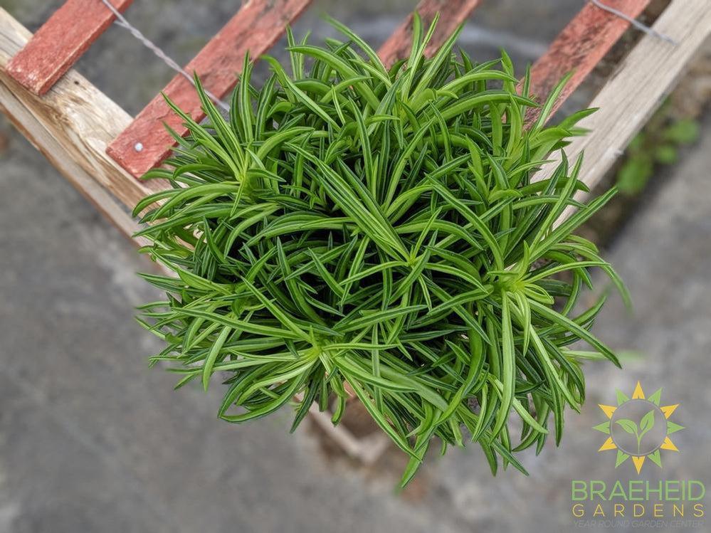 Peperomia ferreyrae - Happy Bean