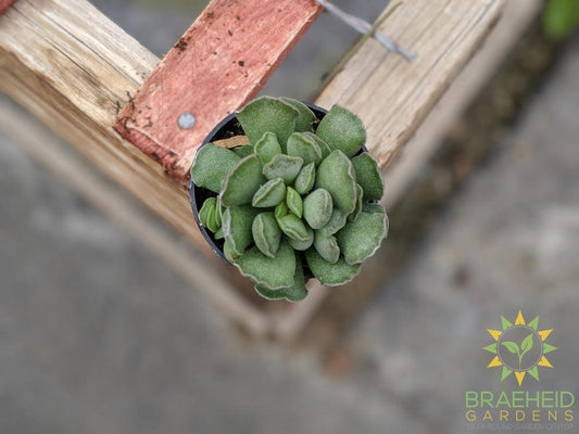 Key Lime Pie Succulent