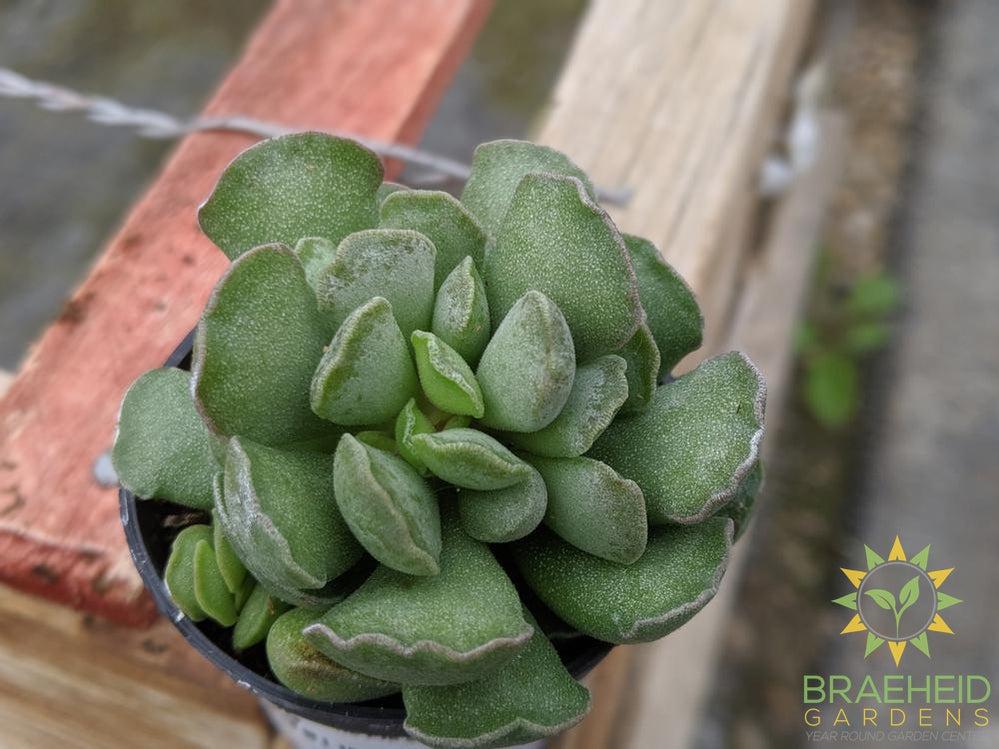 Key Lime Pie Succulent