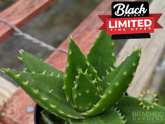Aloe Brevifolia 'Green Jaws'