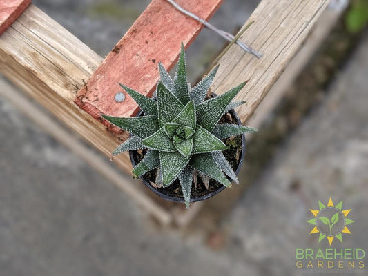Haworthia Concolor