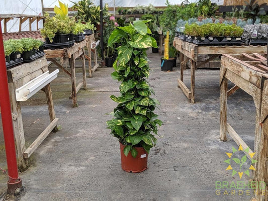 Buy Large Golden Pothos in Canada