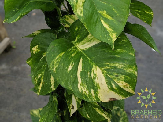 Shop for Large Golden Pothos online in Canada