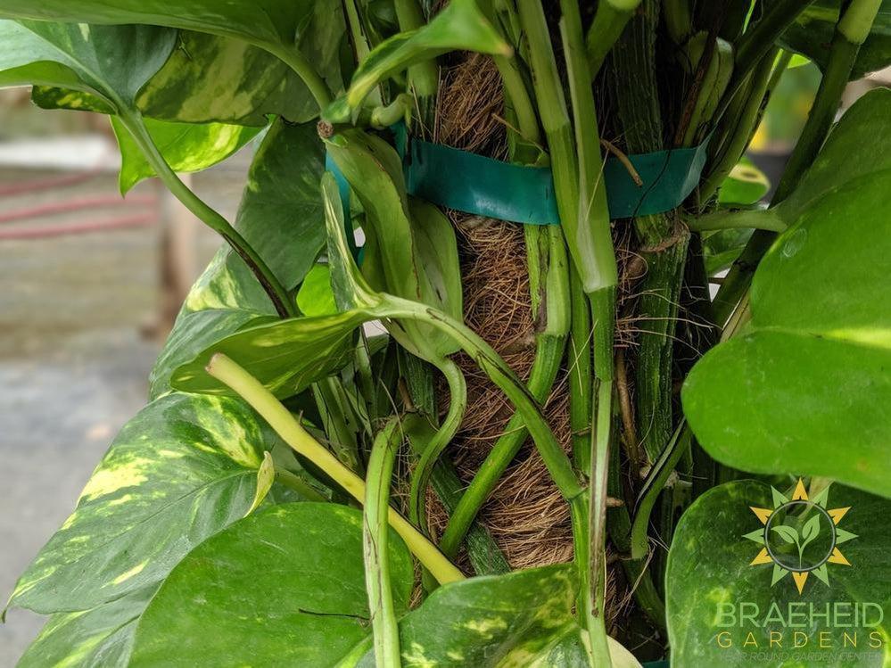Large Golden Pothos on a pole - NO SHIP