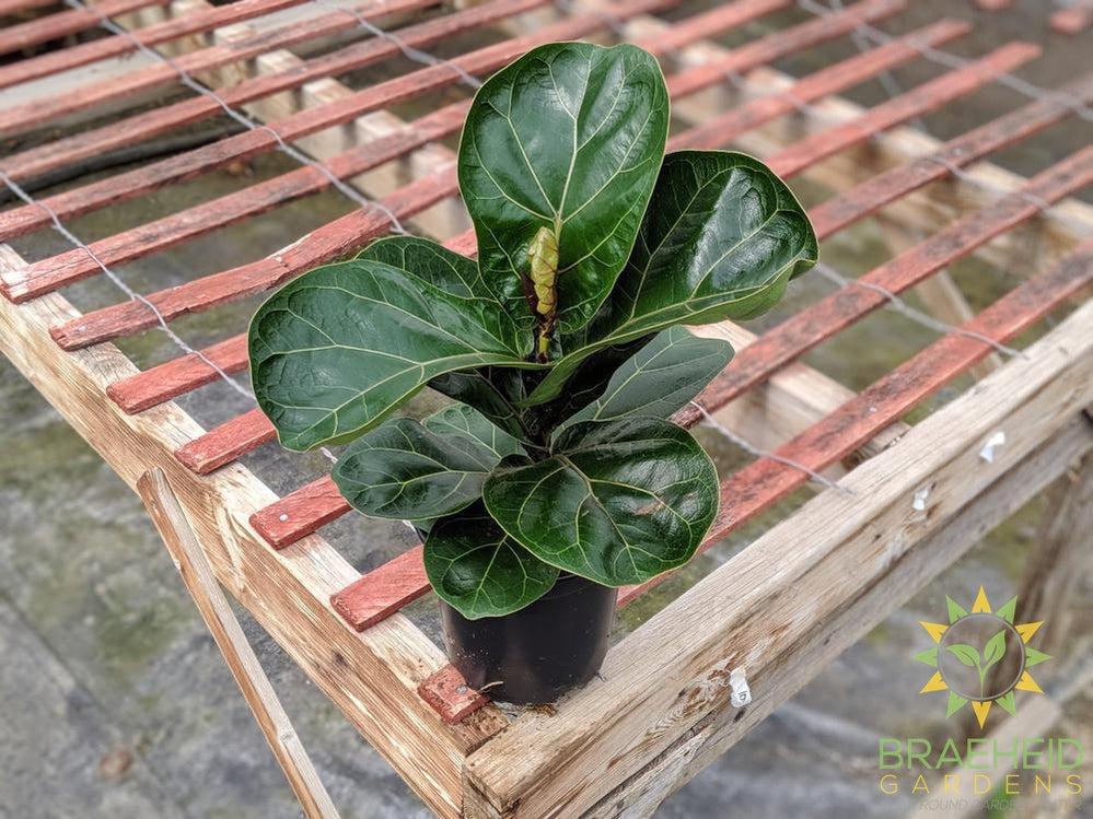 Fiddle Leaf Fig