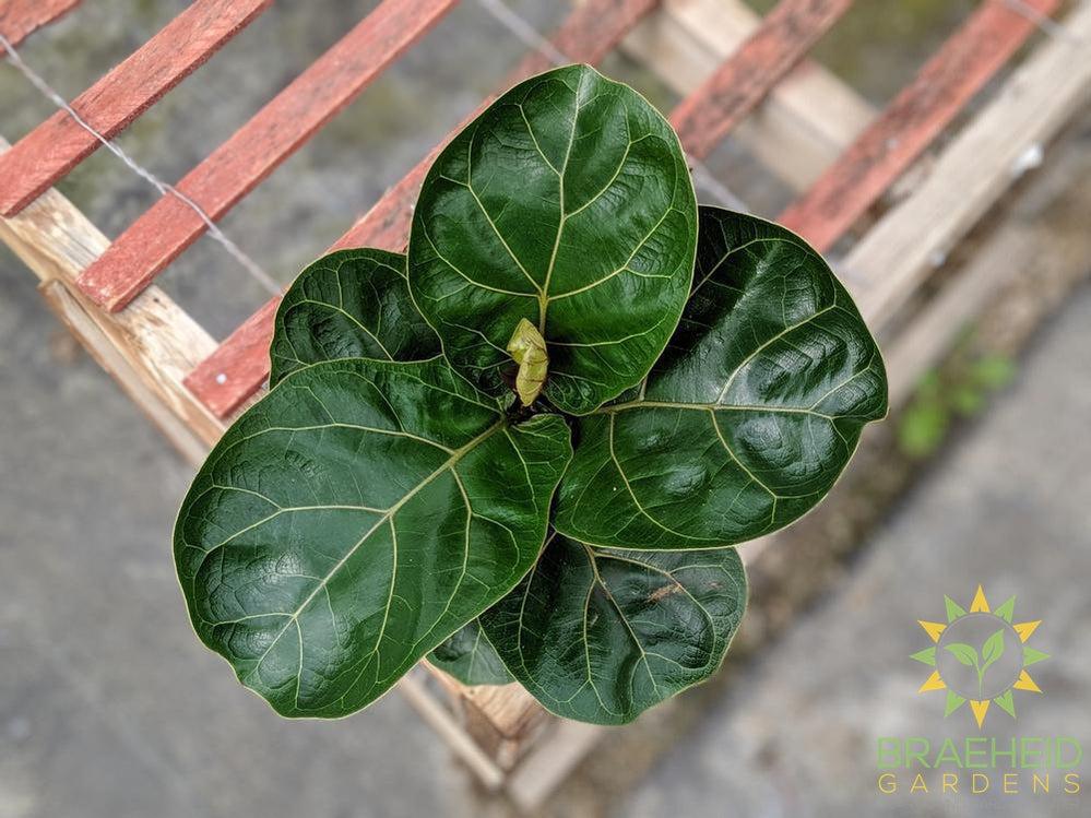 Fiddle Leaf Fig