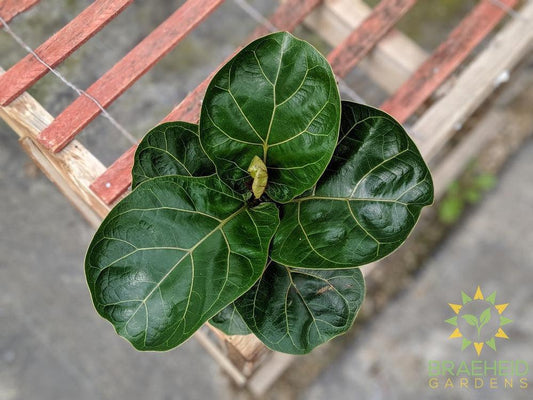 Fiddle Leaf Fig