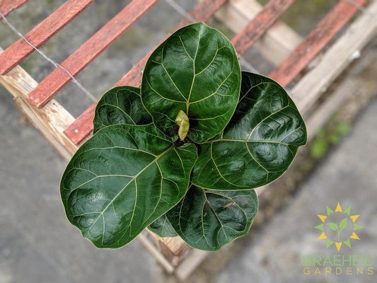 Fiddle Leaf Fig