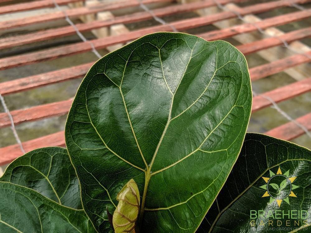 Fiddle Leaf Fig