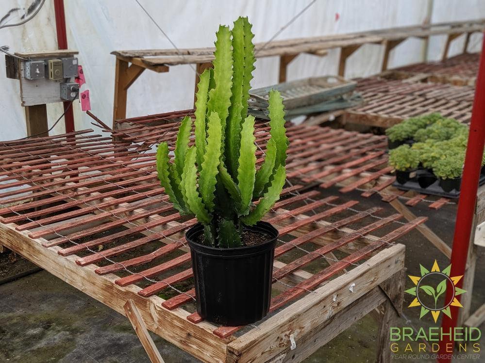 Large Euphorbia Lactea - NO SHIP