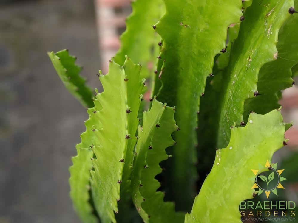 Large Euphorbia Lactea - NO SHIP