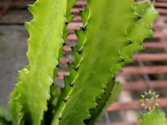 Large Euphorbia Lactea - NO SHIP