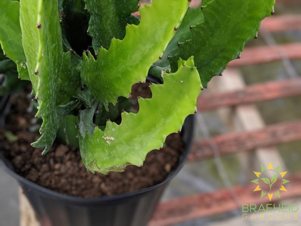 Large Euphorbia Lactea - NO SHIP