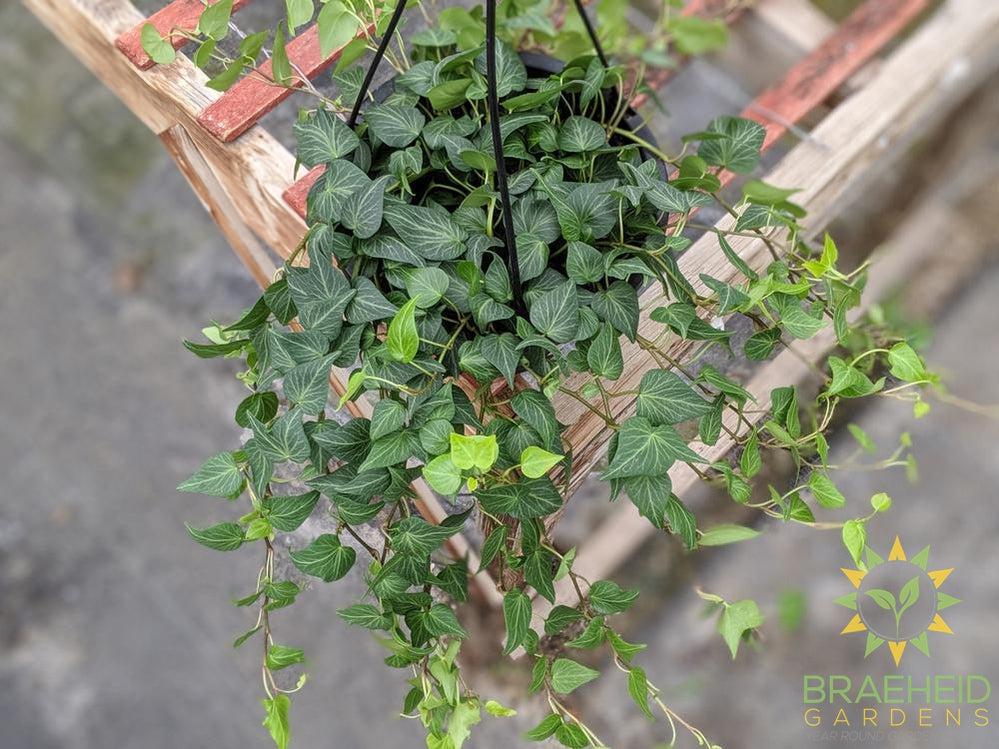 Teardrop Ivy Hanging Basket