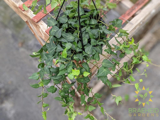 Teardrop Ivy Hanging Basket