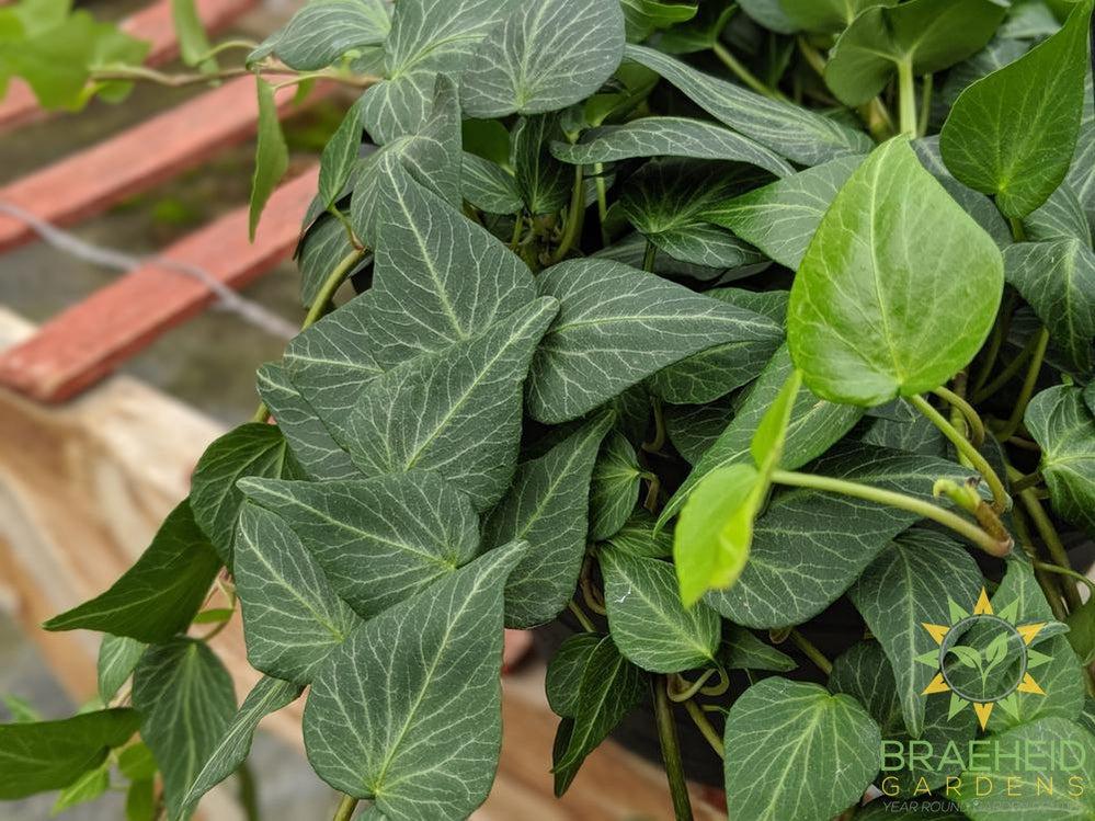 Teardrop Ivy Hanging Basket