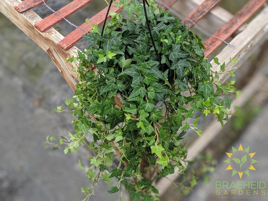 English Ivy Hanging Basket