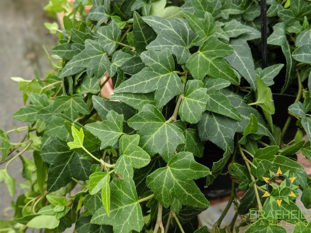 English Ivy Hanging Basket