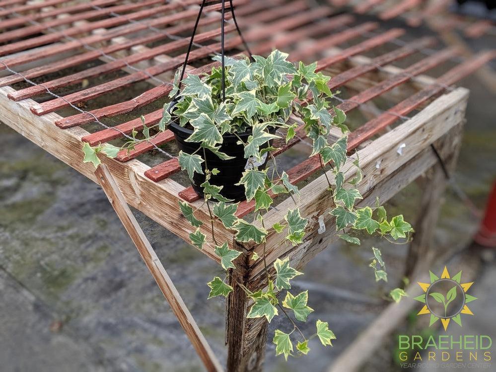 Variegated English Ivy Hanging Basket