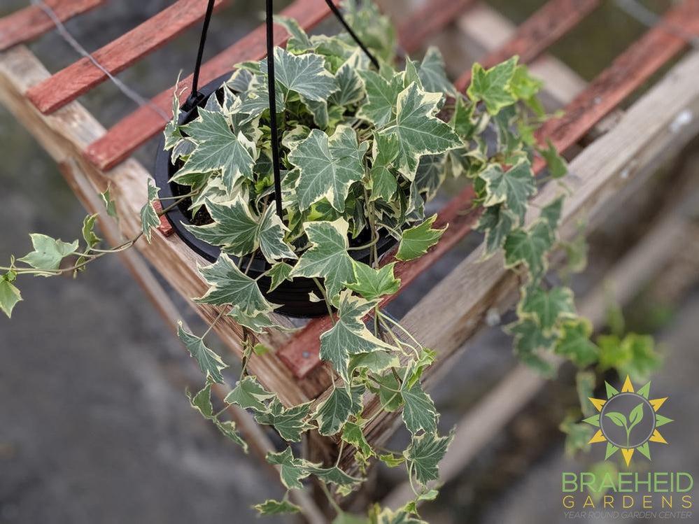 Variegated English Ivy Hanging Basket