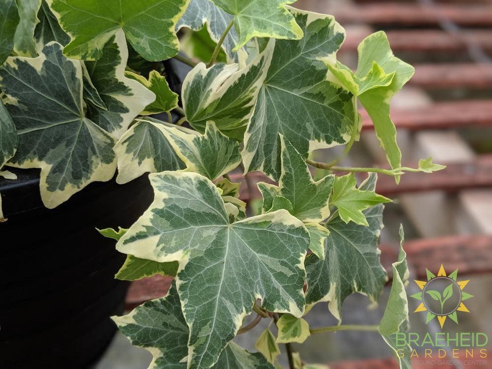 Variegated English Ivy Hanging Basket