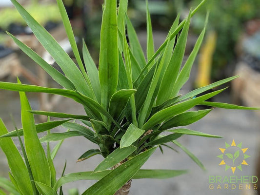 Large Yucca - NO SHIP