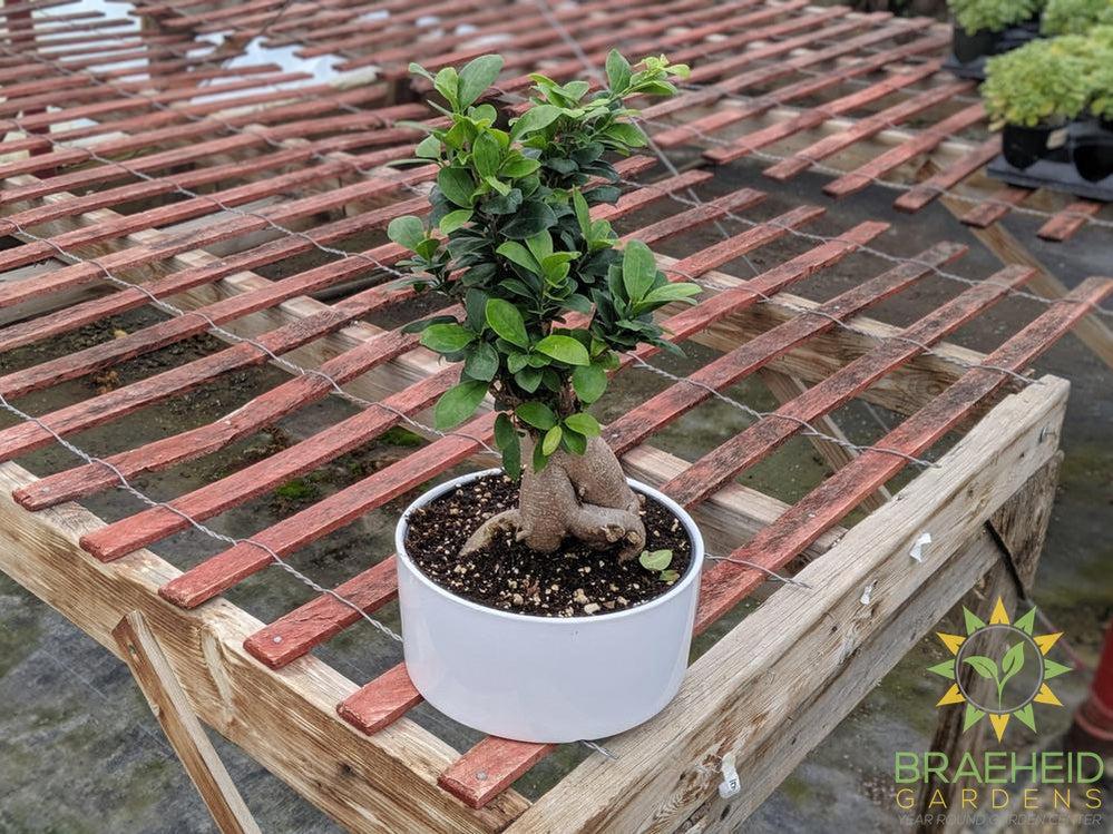 Exposed Root Ficus Ginseng Bonsai