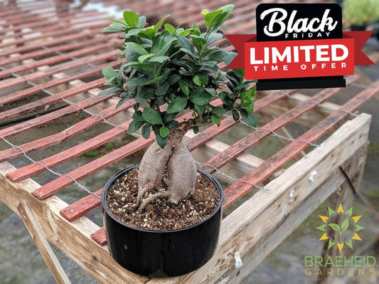 Exposed Root Ficus Ginseng Bonsai