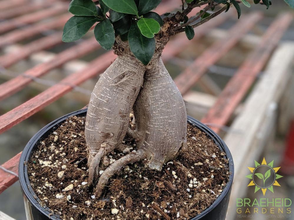 Exposed Root Ficus Ginseng Bonsai