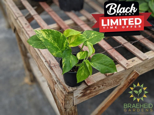 Order Golden Pothos for Canada wide Shipping